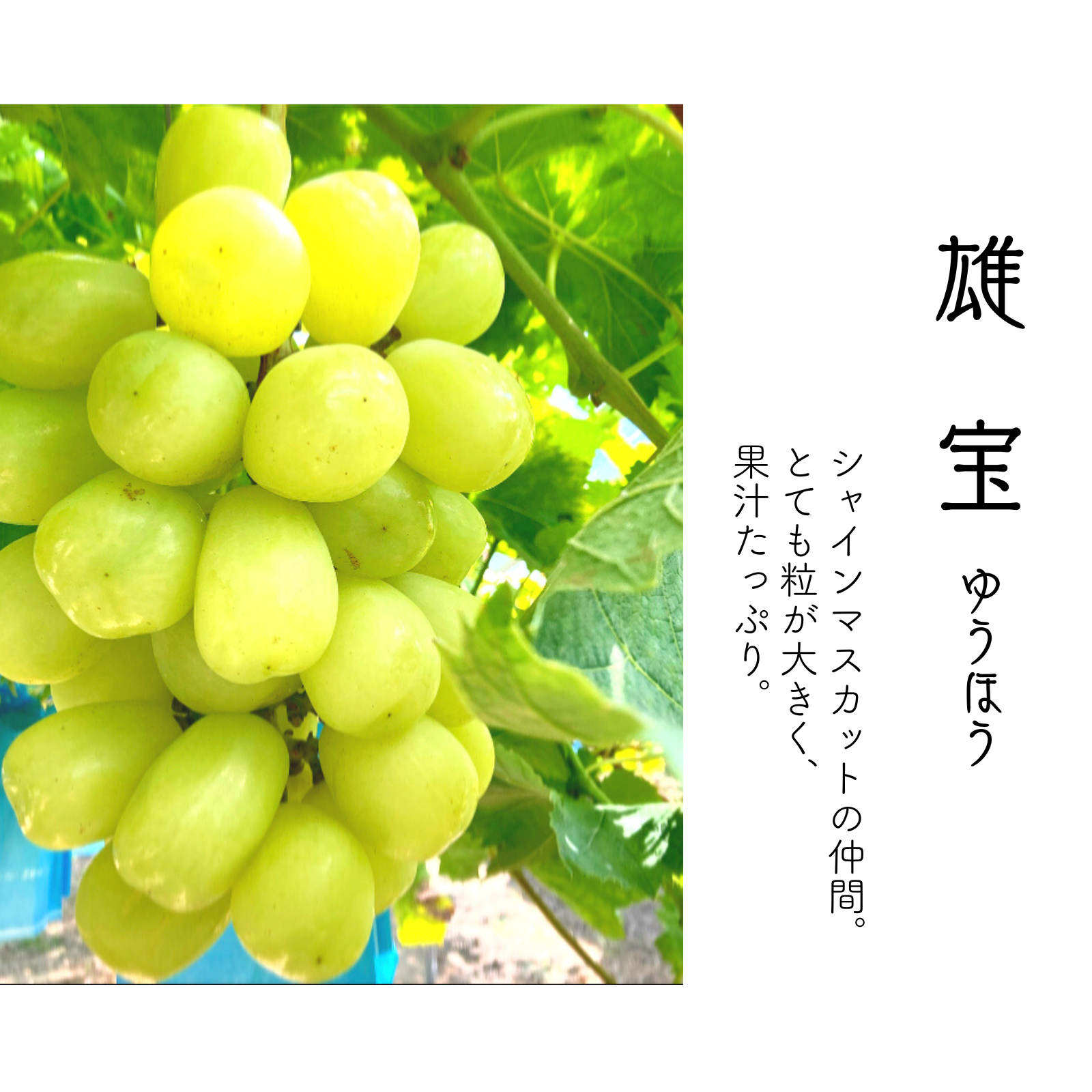 数量限定】大迫力の大粒ぶどう 雄宝1房 ｜ 果物/ぶどう 産直アウル