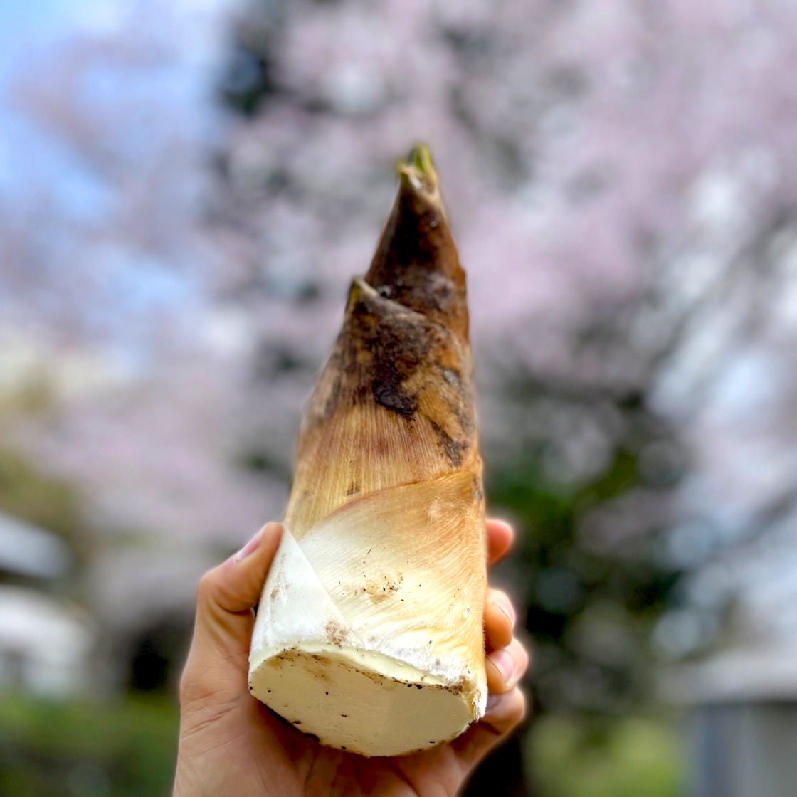 徳島県産 約2kg たけのこ 筍 タケノコ