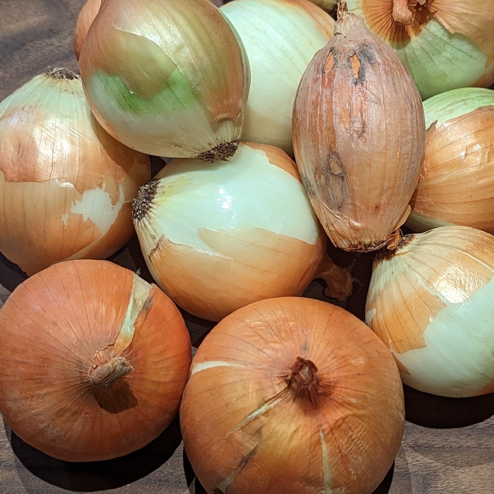 訳あり)やさしい風の農薬不使用有機栽培玉ねぎ20kg ｜ 野菜/玉ねぎ