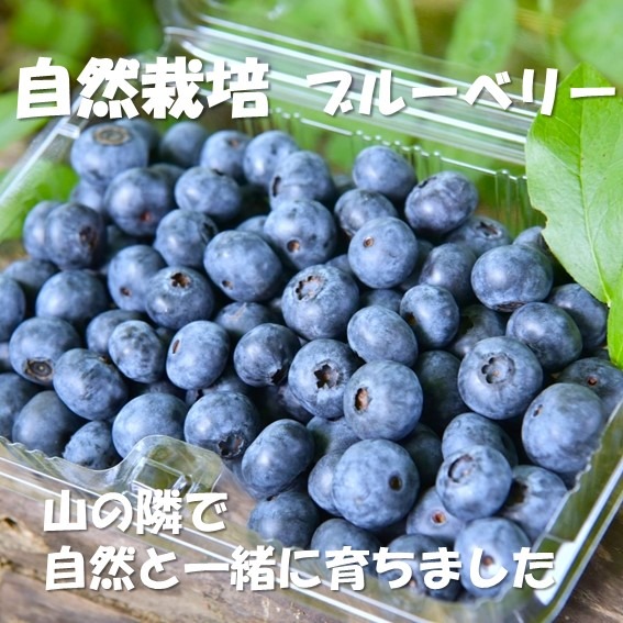 完全自然栽培】生ブルーベリー 1kg（無洗浄・ブルーム付き）クール便