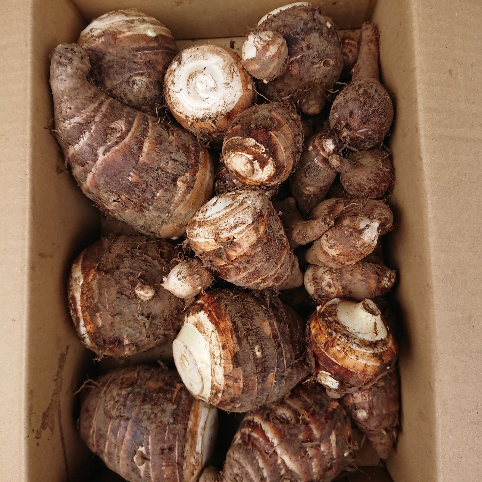 産地詳細 | 茨城県つくば市 | 産直アウル 農家から直接野菜などの食材