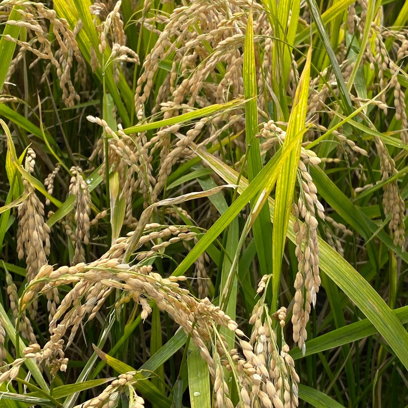 令和6年度産 北海道産ゆめぴりか 10㎏ ｜ 米・穀物/米/精米 産直アウル