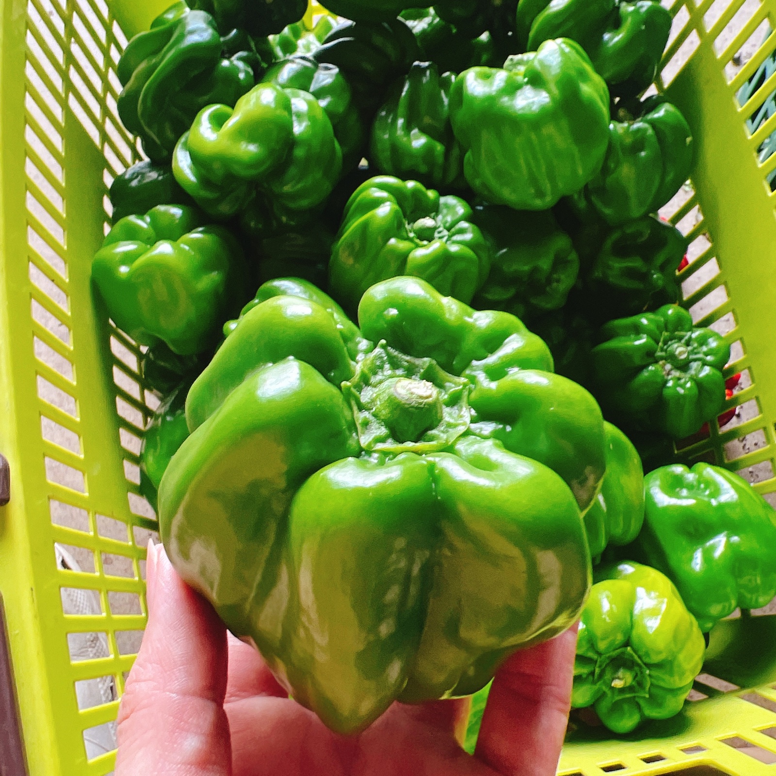 神楽南蛮(かぐらなんばん)約1kg ｜ 野菜/スパイス 産直アウル 農家