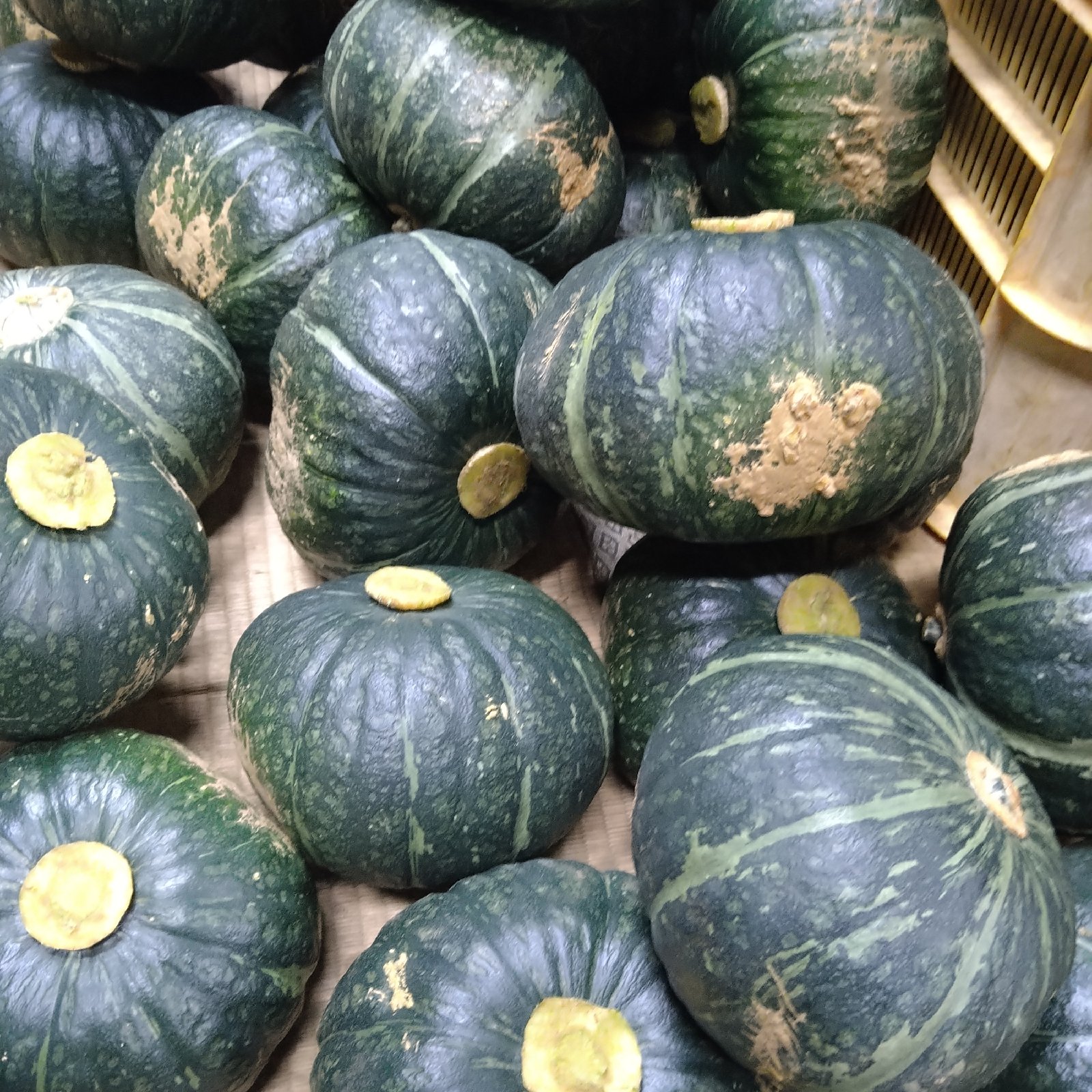 三浦産 訳あり完熟みやこかぼちゃ ｜ 野菜/かぼちゃ 産直アウル 農家