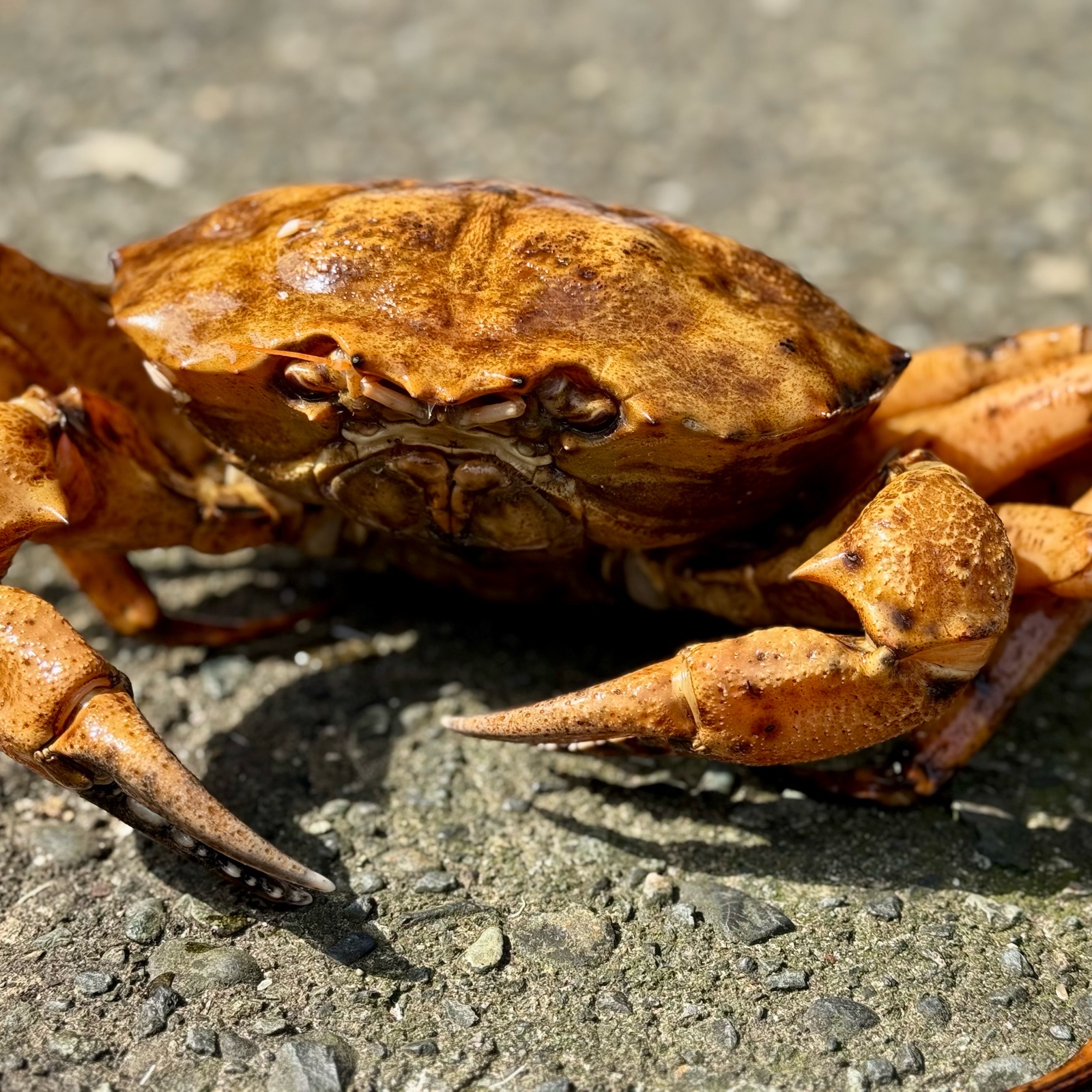 蟹　剥製　標本　オオエンコウガニ　雄 珍ガニ 美味い！茹でエンコウガニ1.3kg（3-4人用） ｜ 魚介類/カニ