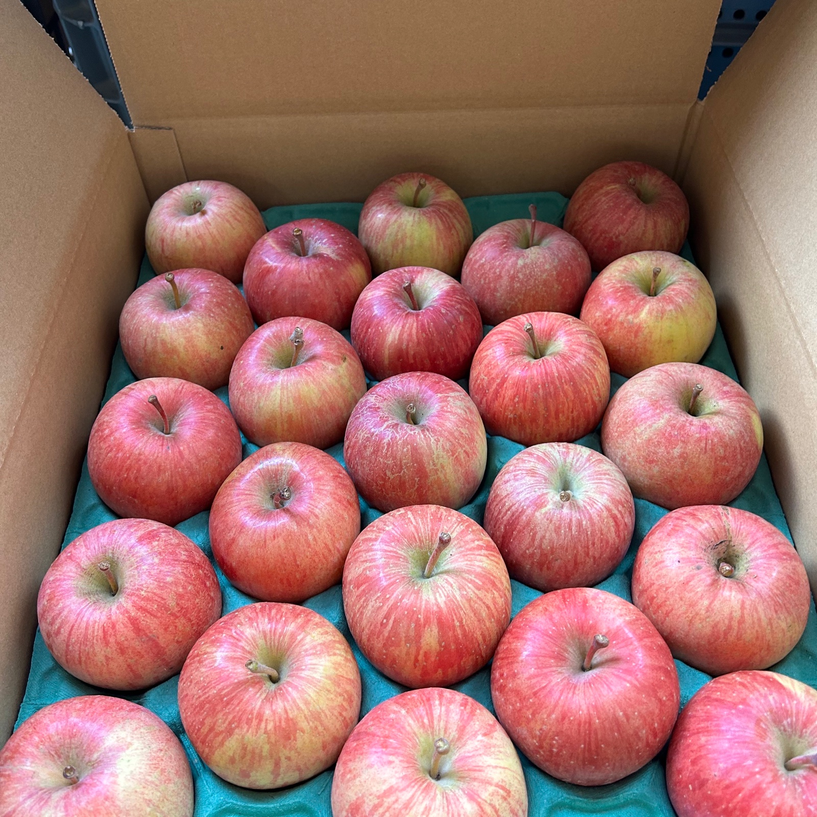 MSサイズ 葉取らず ふじ ご家庭用10キロ | 果物/りんご 産直アウル