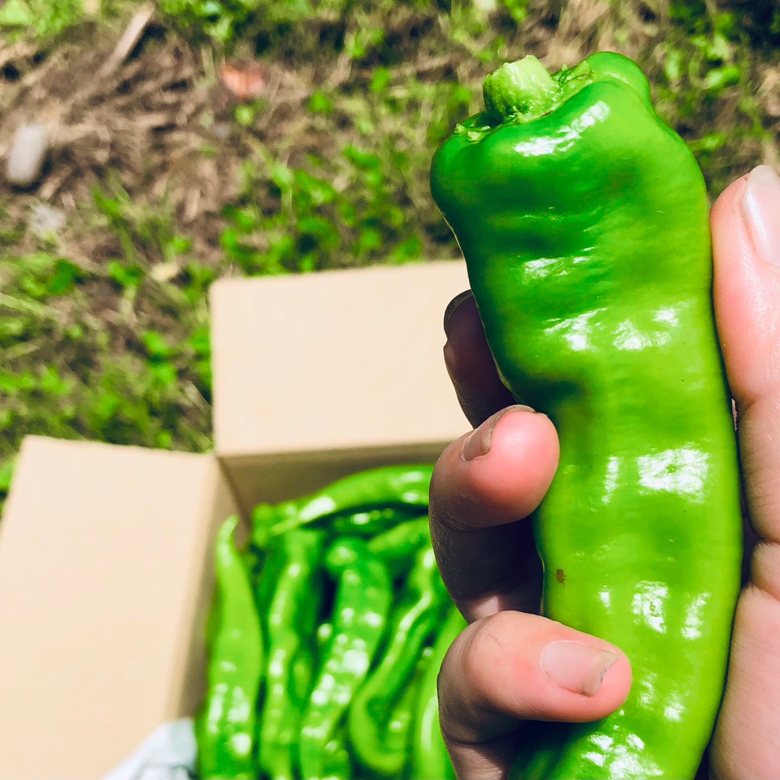 自然栽培】✨万願寺とうがらし！やめられない！止まらない！ご飯が進む