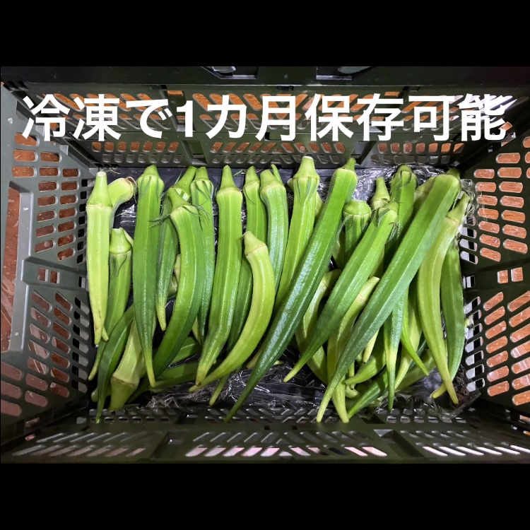 食べ応えあり大長五角オクラ、ビッグフィンガー 1kg ｜ 野菜/オクラ