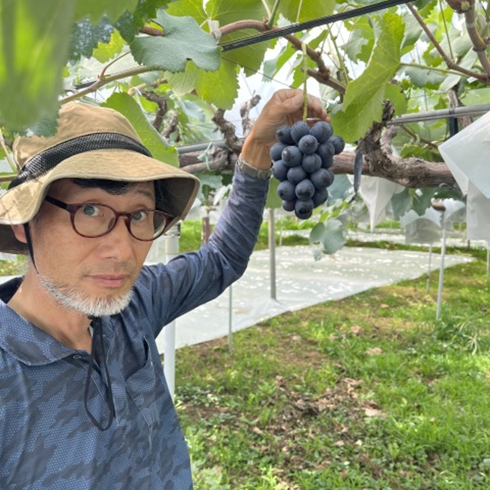 ナガノパープル 農家直送 長野県産 約1.5キロ (2~3房) 皮ごと