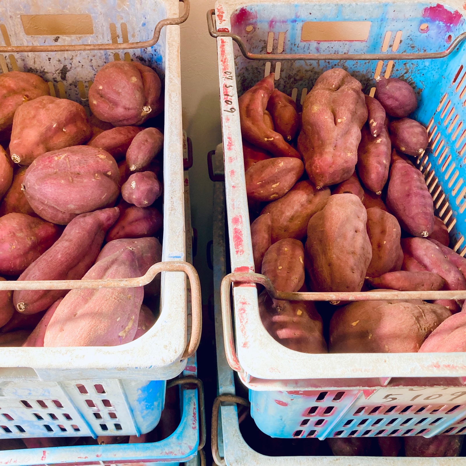 甘薯】土佐紅［9kg］さつまいも サツマイモ 薩摩芋 土佐べに ｜ 野菜
