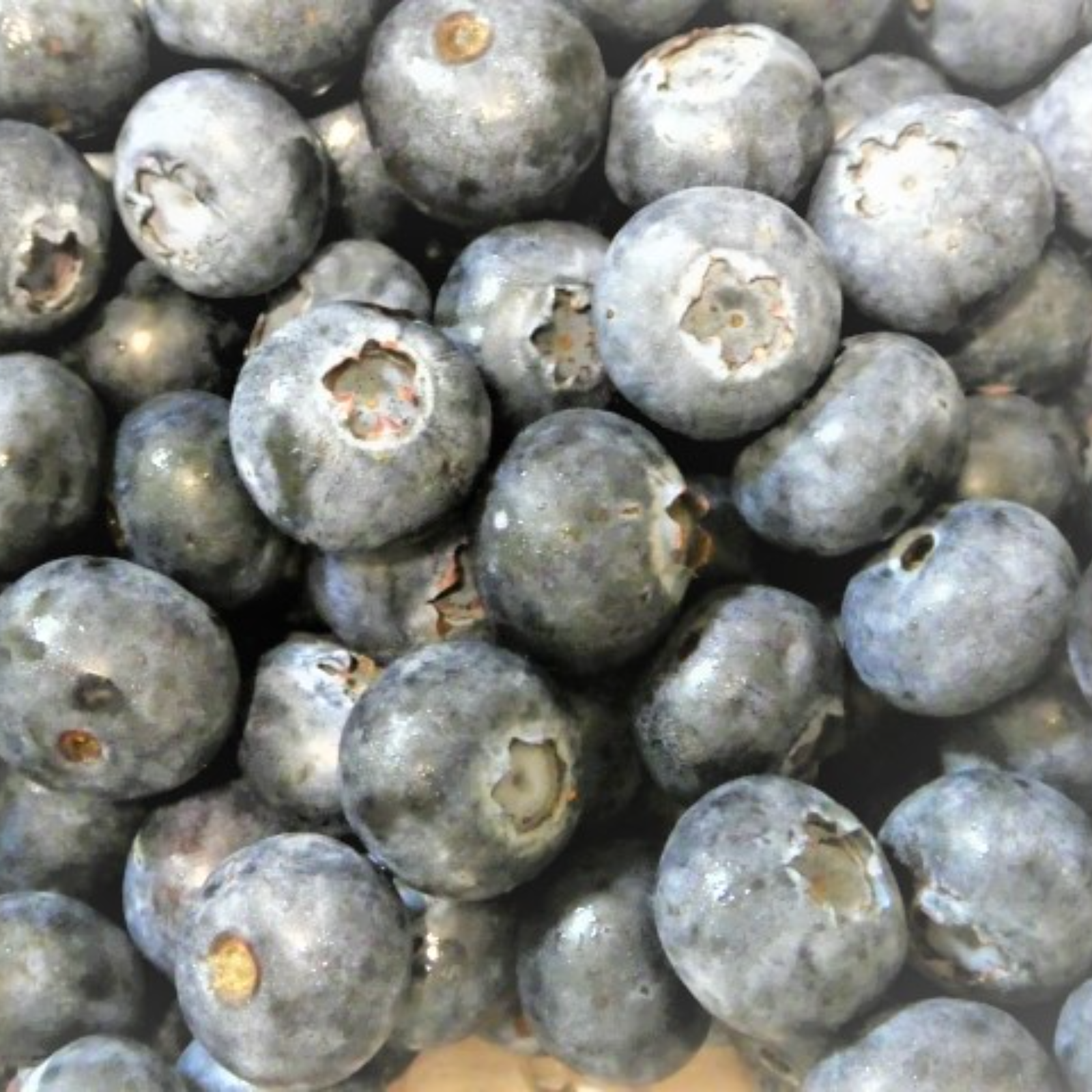 北海道十勝産冷凍ブルーベリー サイズ混 500g 果物 その他果物 産直アウル Owl 農家から直接野菜などの食材を購入できる産地直送の宅配通販サイト