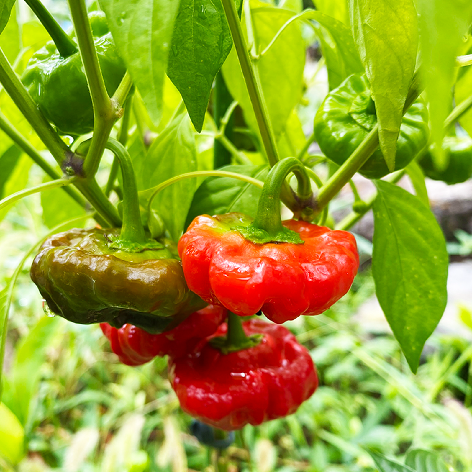 お試し】スコッチボネット（約100g） | 野菜/スパイス 産直アウル 農家