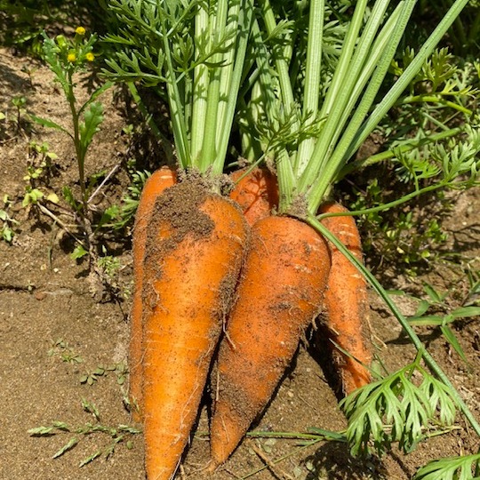 無農薬 訳あり 人参【葉っぱ付き】 3kg 石川県産 ｜ 野菜/人参 産直