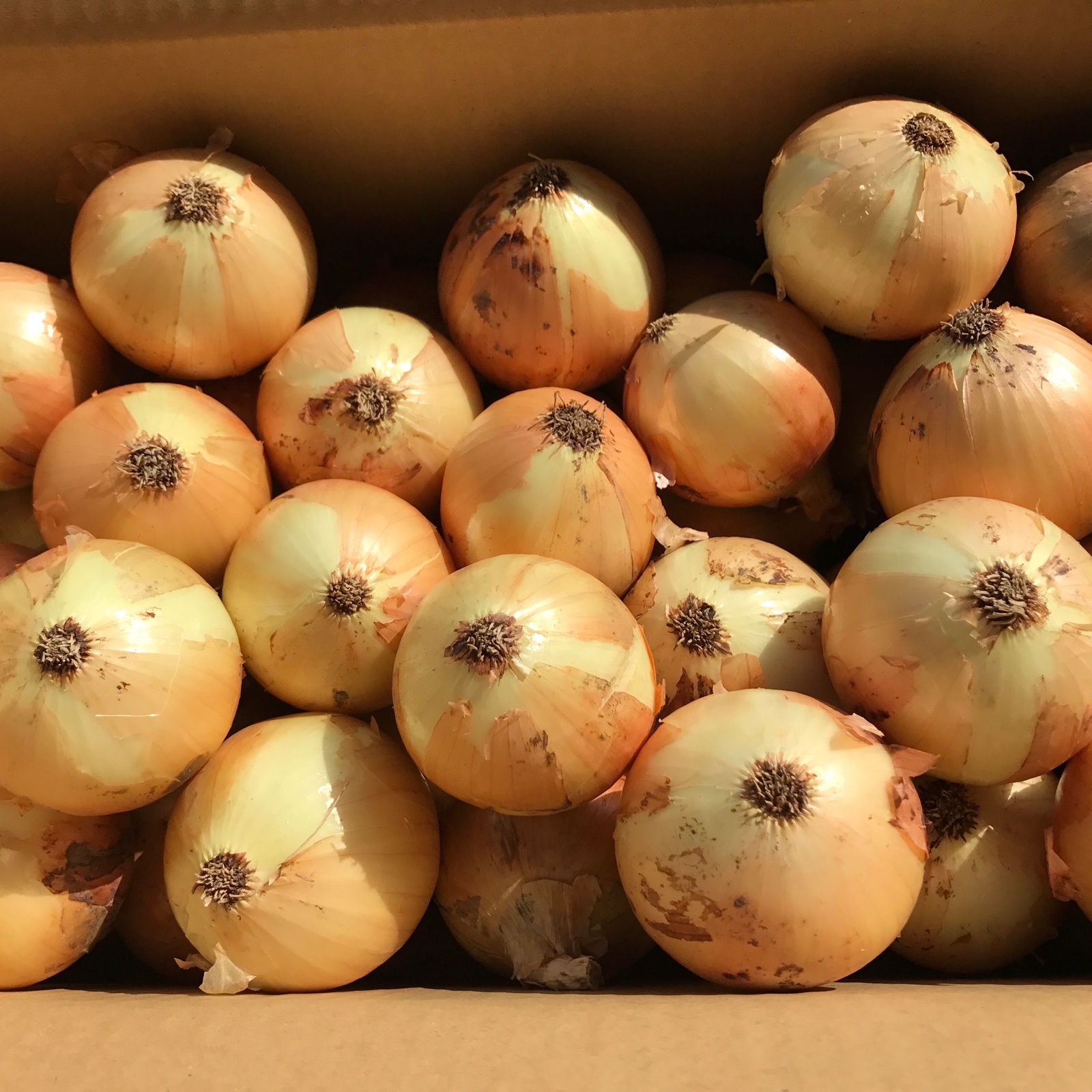 令和6年淡路島産 玉ねぎ 最高品種 ターザン 10キロ | 野菜/玉ねぎ 産直