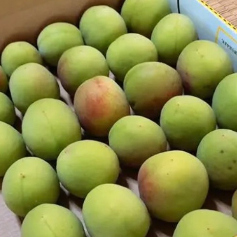 梅酒や梅シロップに『紀州の青梅』【2kg】訳あり ｜ 果物/青梅 産直