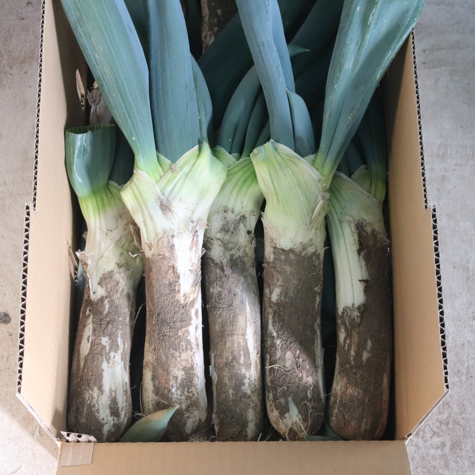 お蚕さまも手伝う「泥付き下仁田ねぎ」7.0kg【3Lサイズ 26本前後