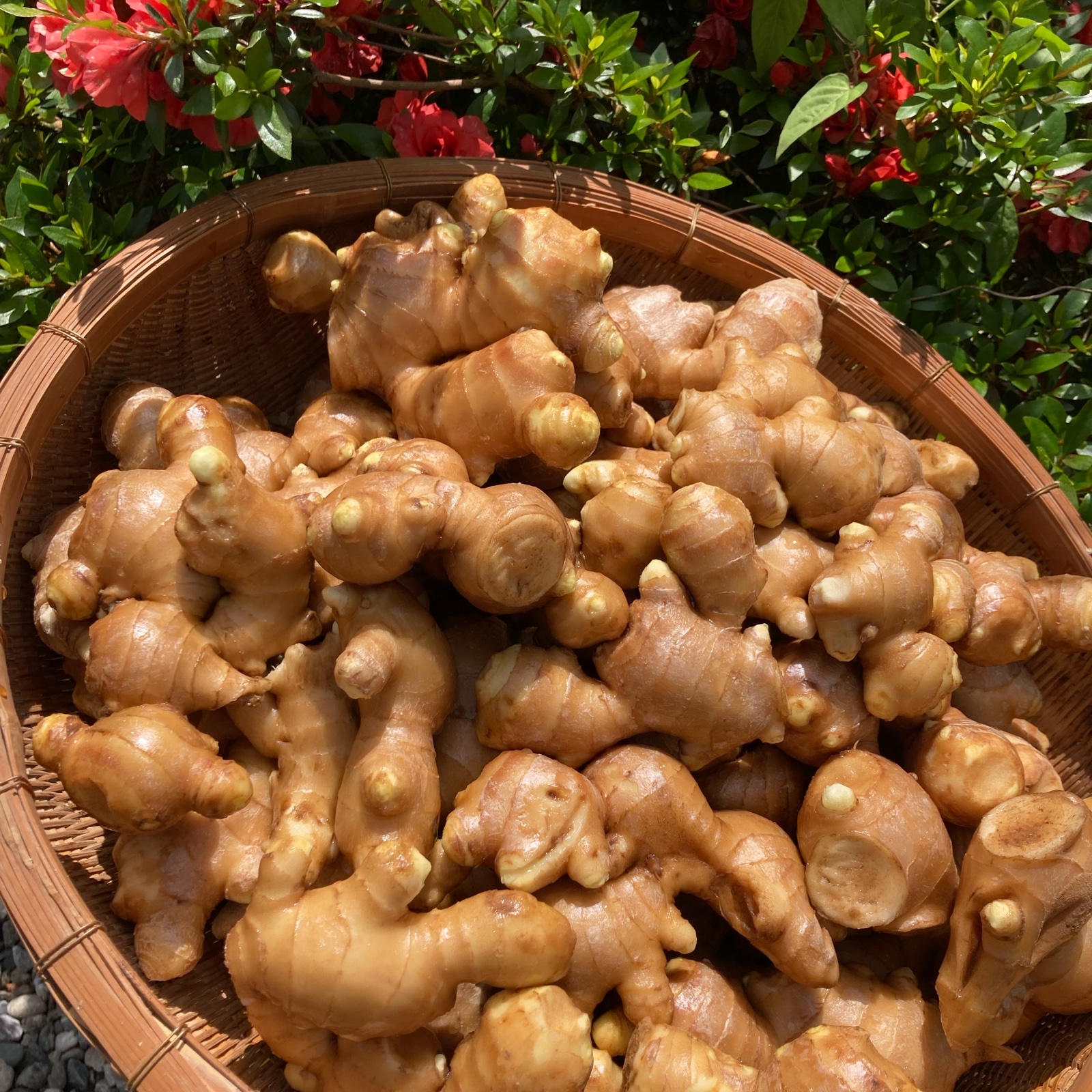 朝掘り土つき新しょうが10kg 新生姜 育成栽培中農薬不使用 【公式通販】