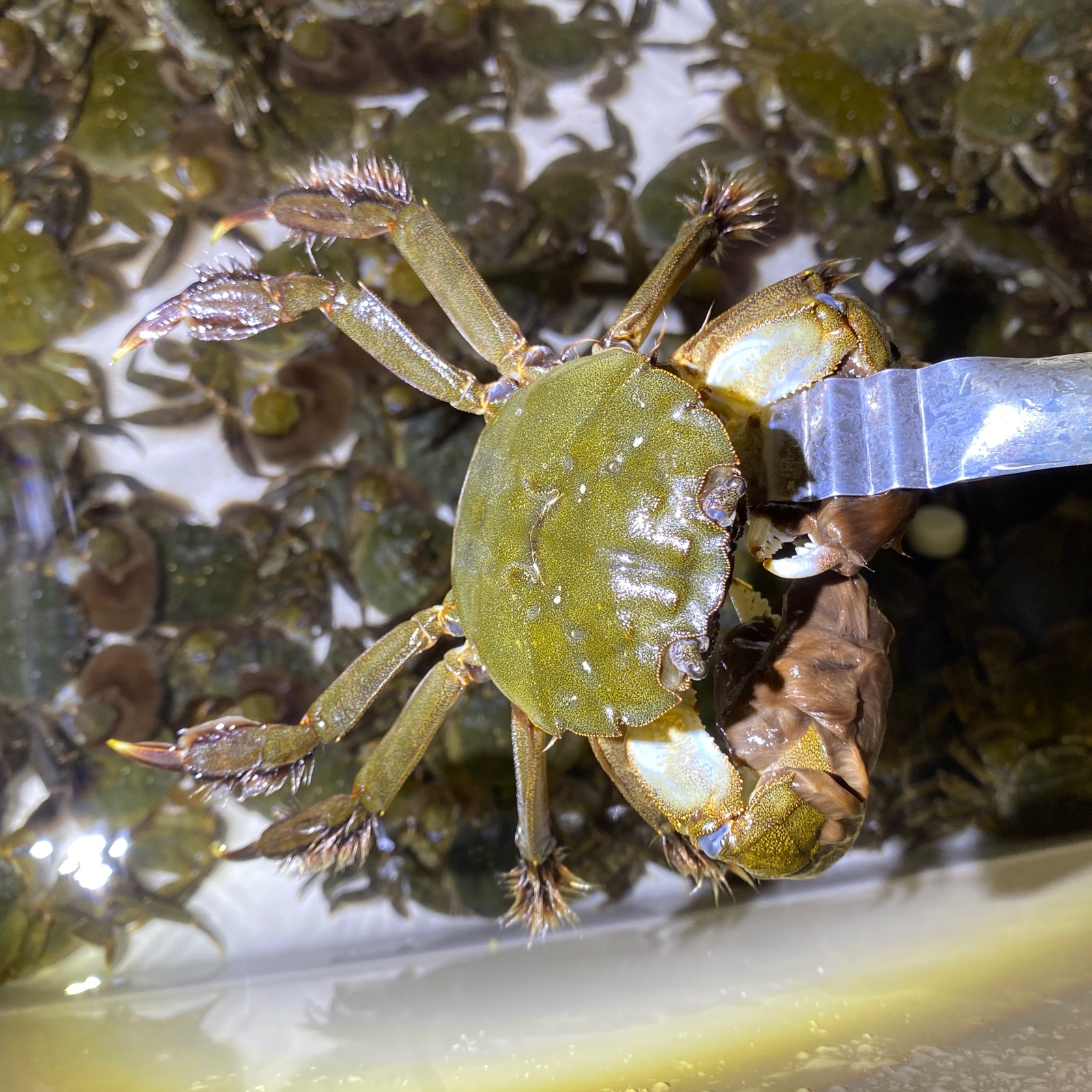 高知県産】天然モクズガニ（冷凍）オス・メス混合 ｜ 魚介類/カニ 産直