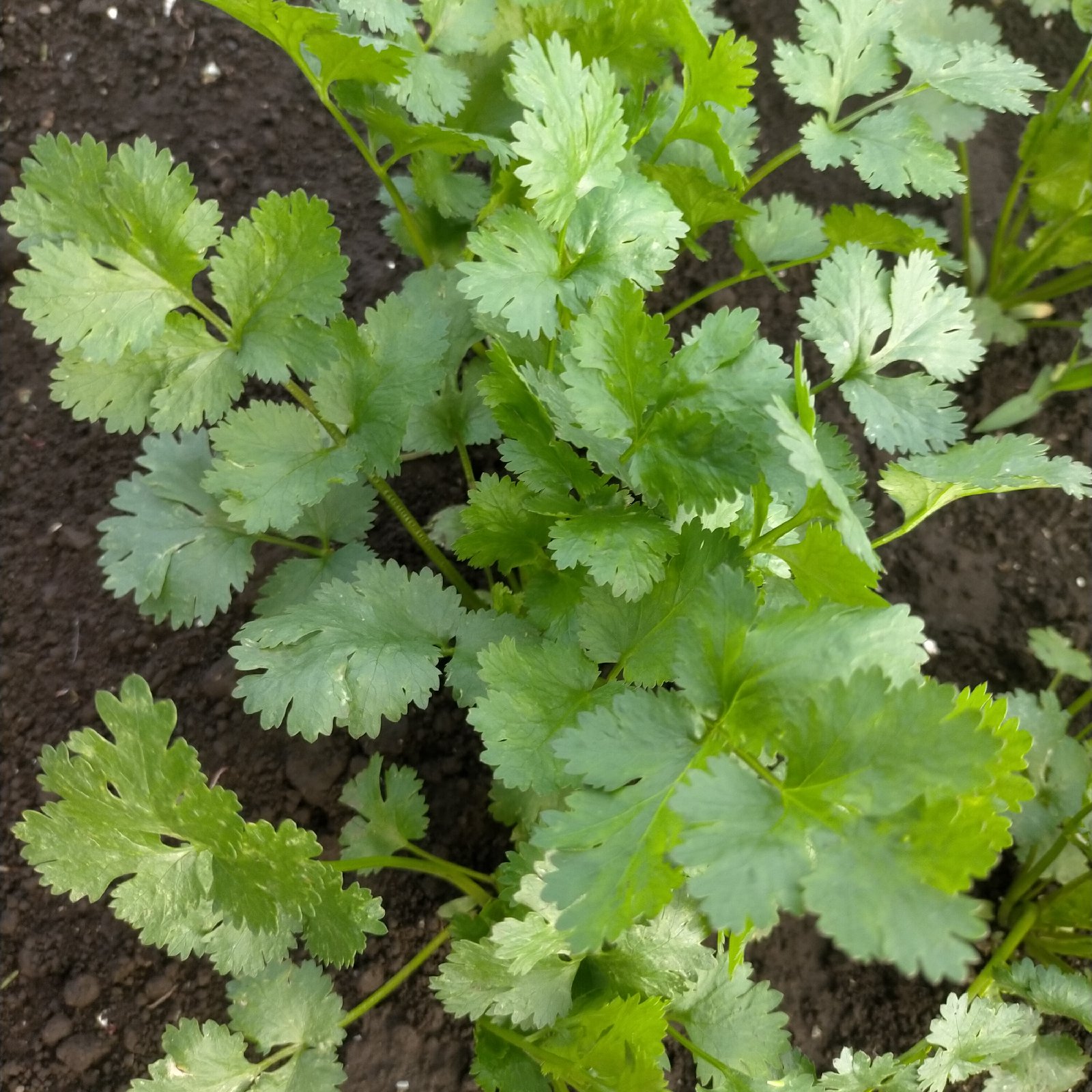 パクチー【無農薬栽培ガイア循環農法】 ｜ 野菜/ハーブ 産直アウル 