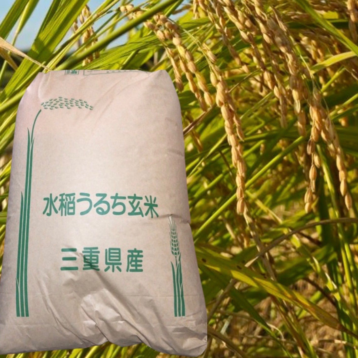 農家直送　島根県産　コシヒカリ　新米　R7年産　玄米　冷蔵保存 島根県産 コシヒカリ 新米 R7年産 玄米 冷蔵保存 農家直送 【公式通販】