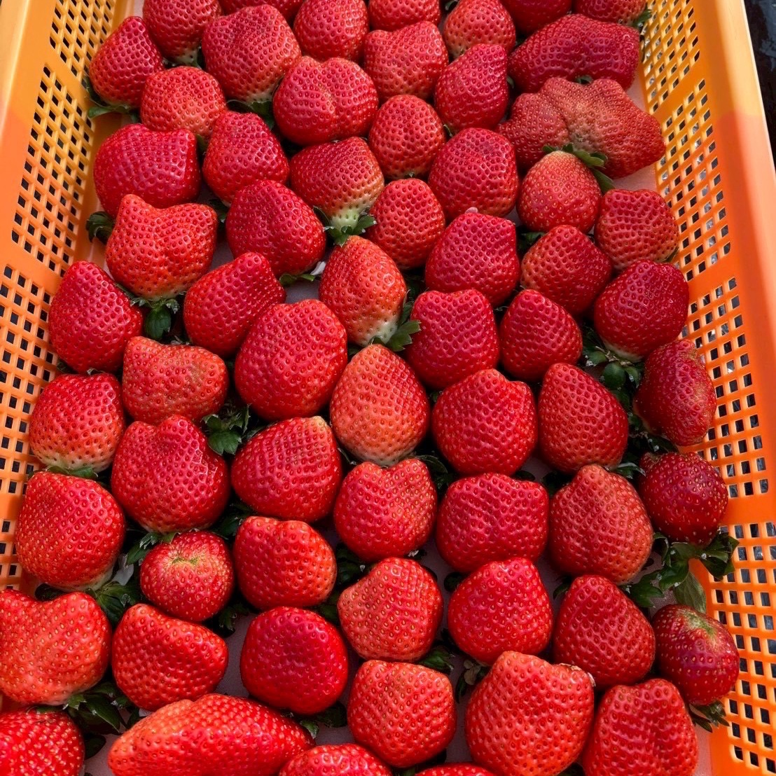 イチゴ^_^ 38サイズ 0d235c7c13a8931a3b3c388b3b9619