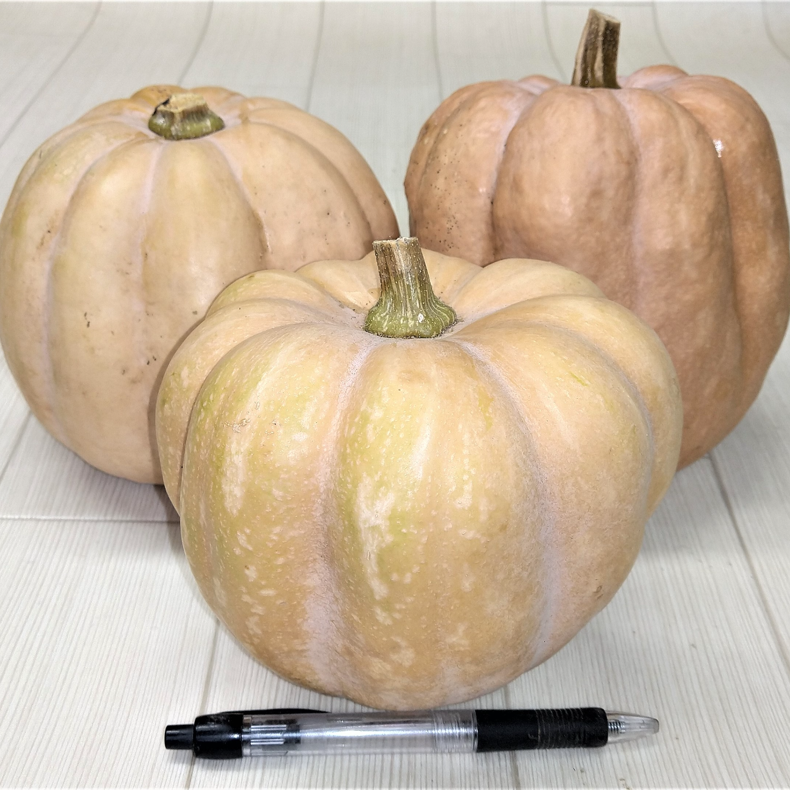 数量限定！珍しい日本南瓜 ( ﾟДﾟ)!! ｜ 野菜/かぼちゃ 産直アウル 農家