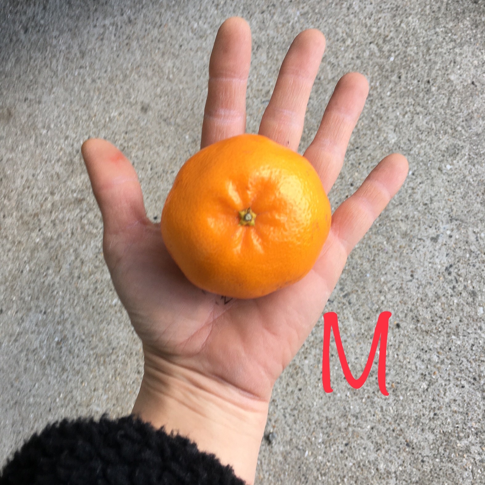 アウルの日】はるみ 秀品 Mサイズ 約5kg ｜ 果物/オレンジ・その他
