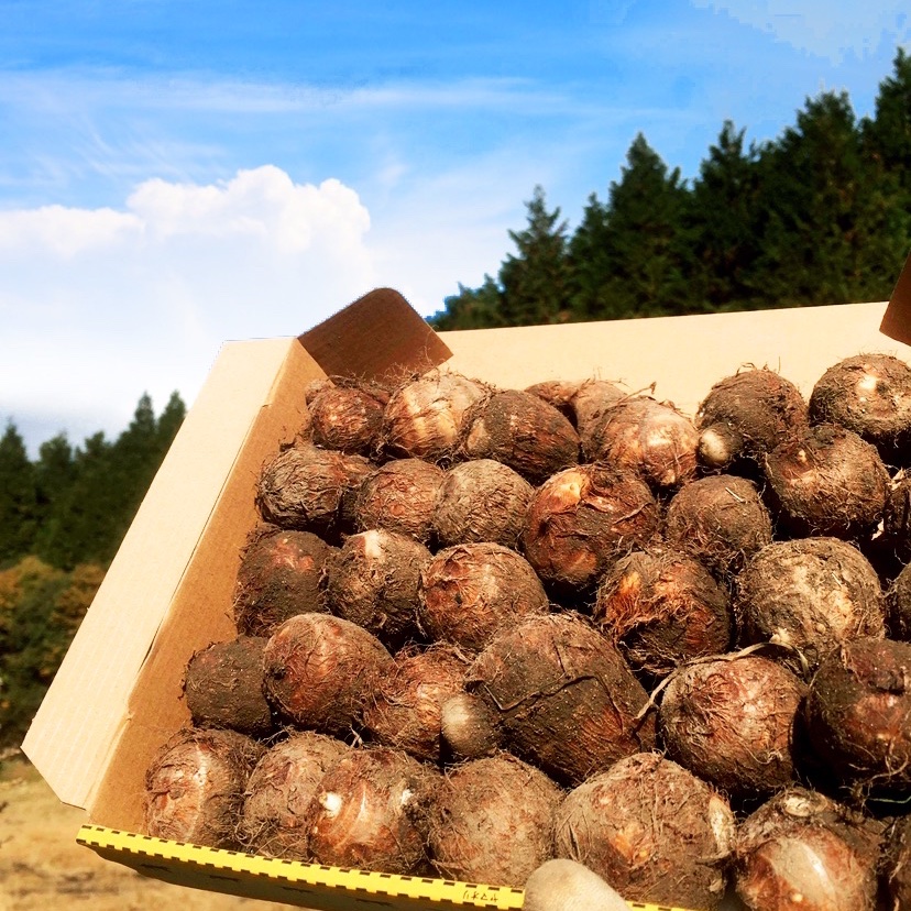 絶品！掘りたて新鮮の自然栽培の里芋 5kg！農薬不使用！おいしい野菜