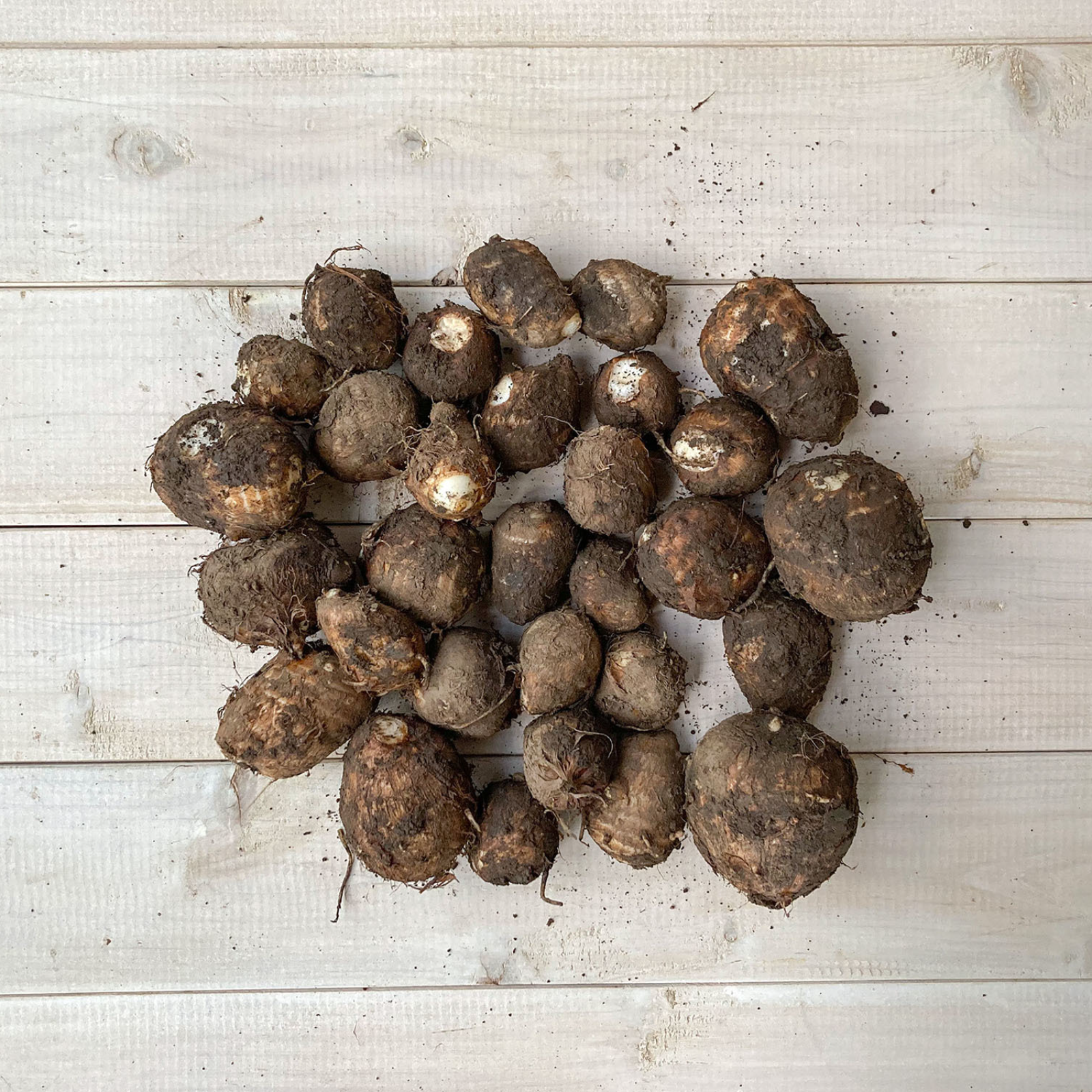 里芋のポテンシャル！』自然栽培の里芋（石川早生＆土垂＆カラドリ芋の