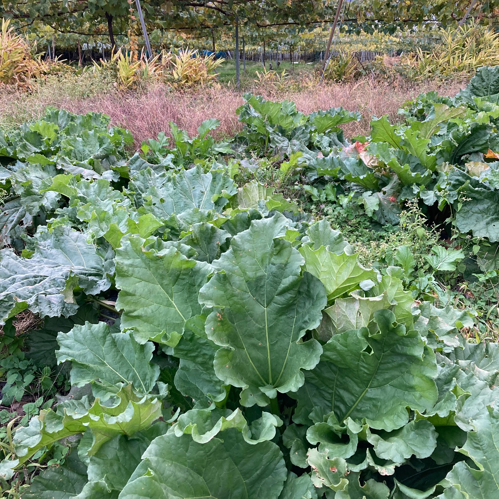 信州産 フレッシュ ルバーブ セミRED / 1キロm60サイズ ｜ 野菜/その他