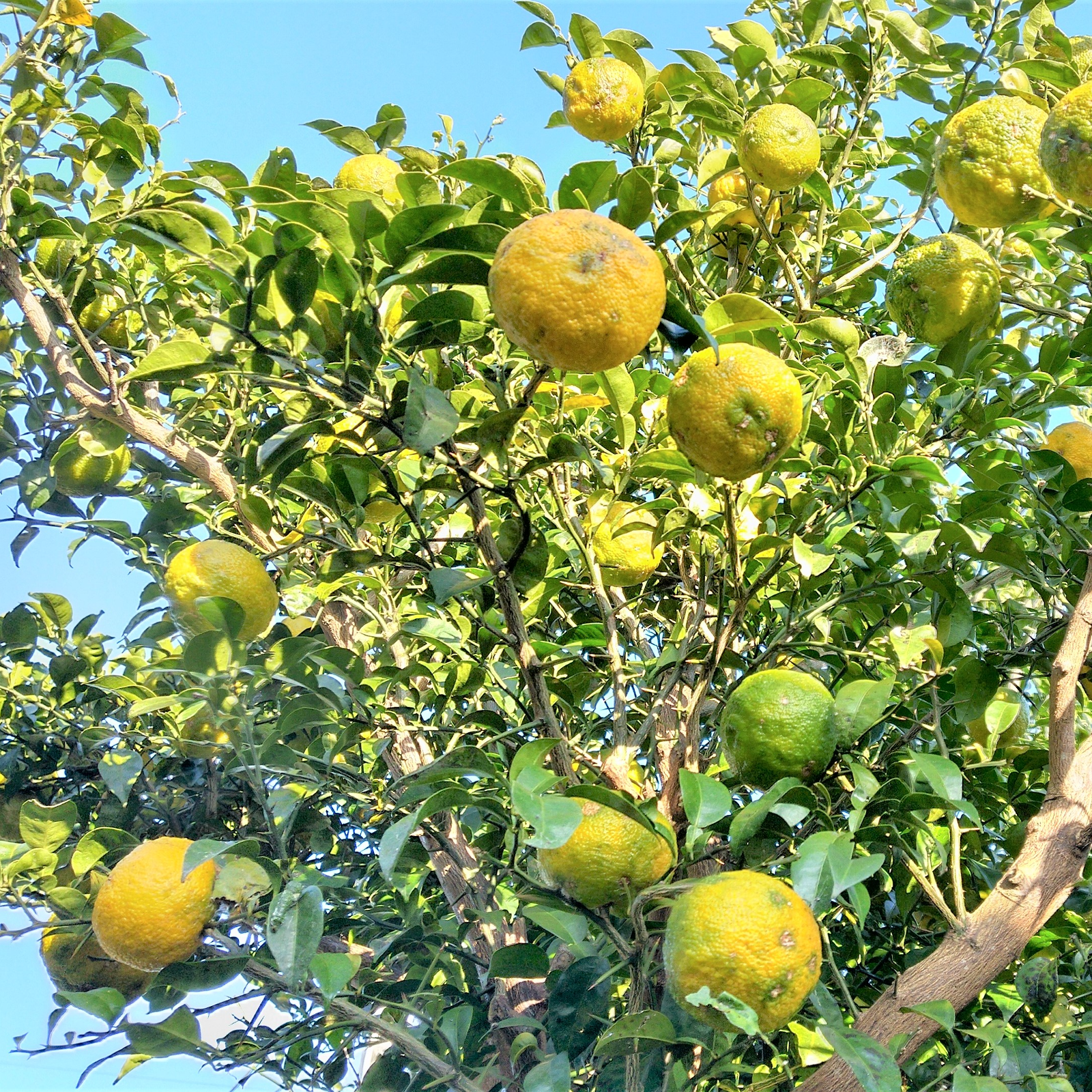 柚子（ゆず） 農薬不使用（無農薬）自然栽培本柚子（自然栽培品） 1.0