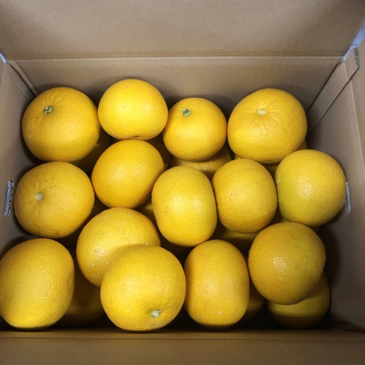 和歌山県産 藤田農園の八朔 10kg 送料無料 | 果物/オレンジ・その他