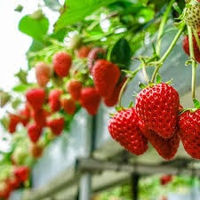 冷凍いちご【紅ほっぺ×1kg】千葉県産 ｜ 果物/いちご 産直アウル