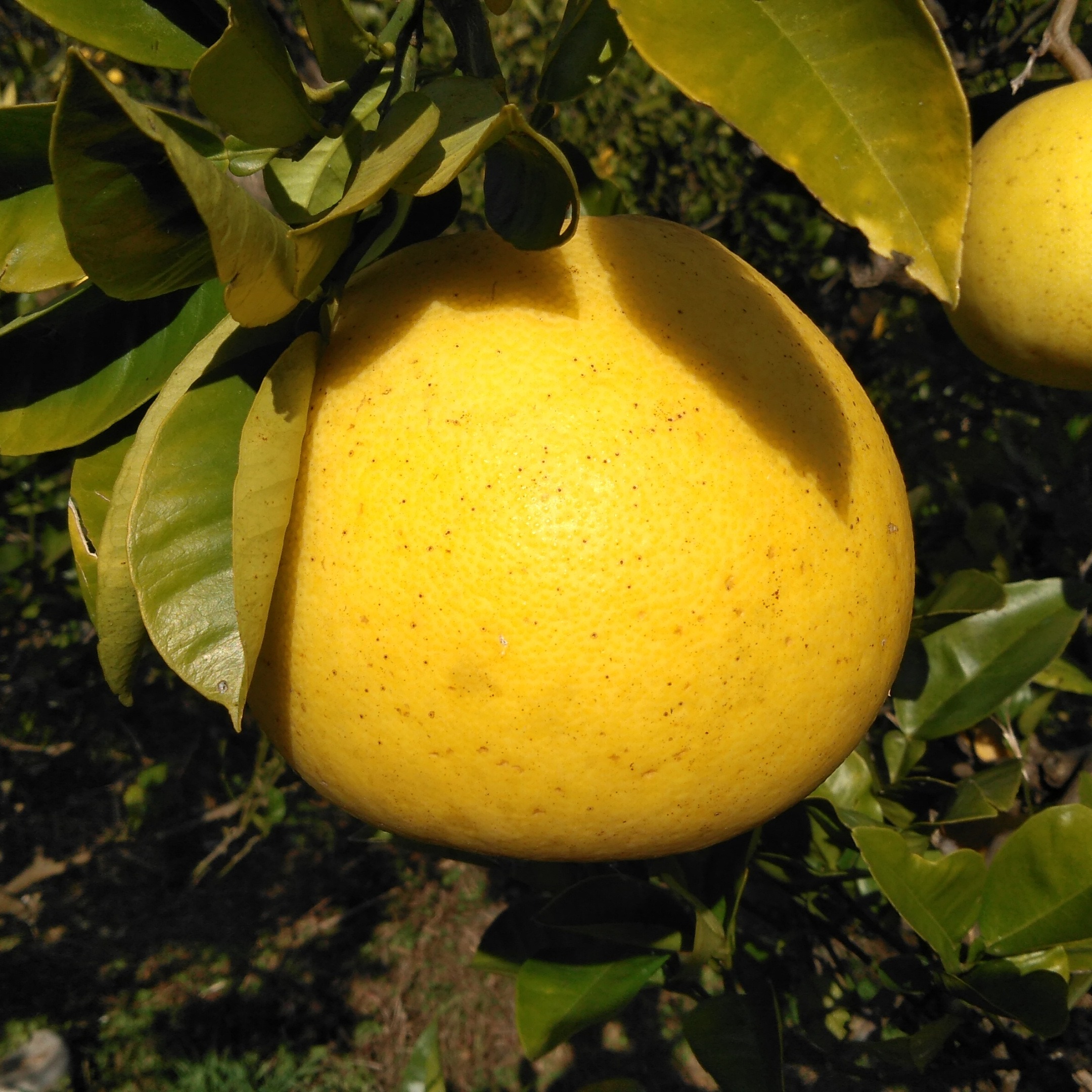 化学合成農薬栽培期間中不使用 土佐文旦 10kg A品（農園独自基準） 3L