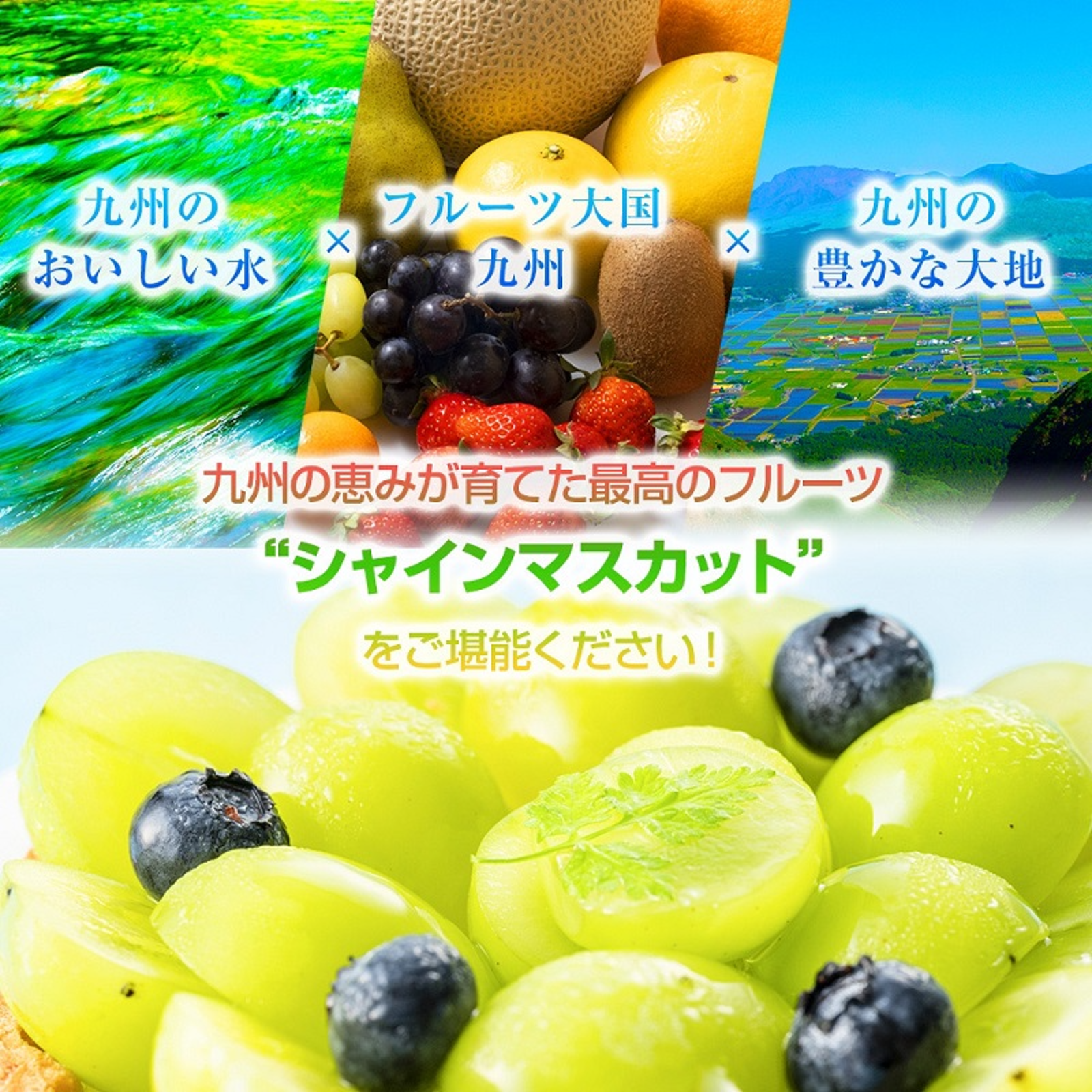 信州産 シャインマスカット 秀品 (大きい房4房入り) 2.4㎏ ぶどう シャインマスカット ご家庭用 大房 4房 約1400g 高級 箱込み【002