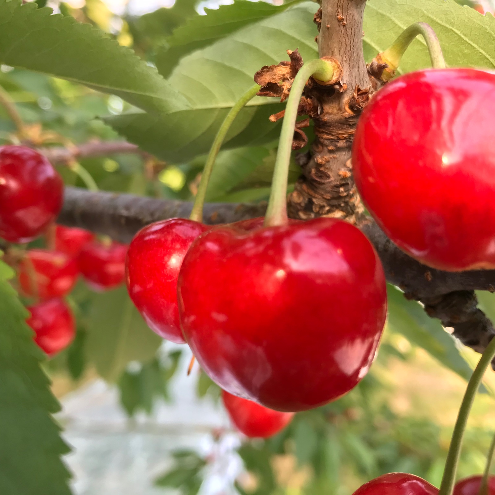 さくらんぼ 紅秀峰 秀品 500グラム ｜ 果物/さくらんぼ 産直アウル