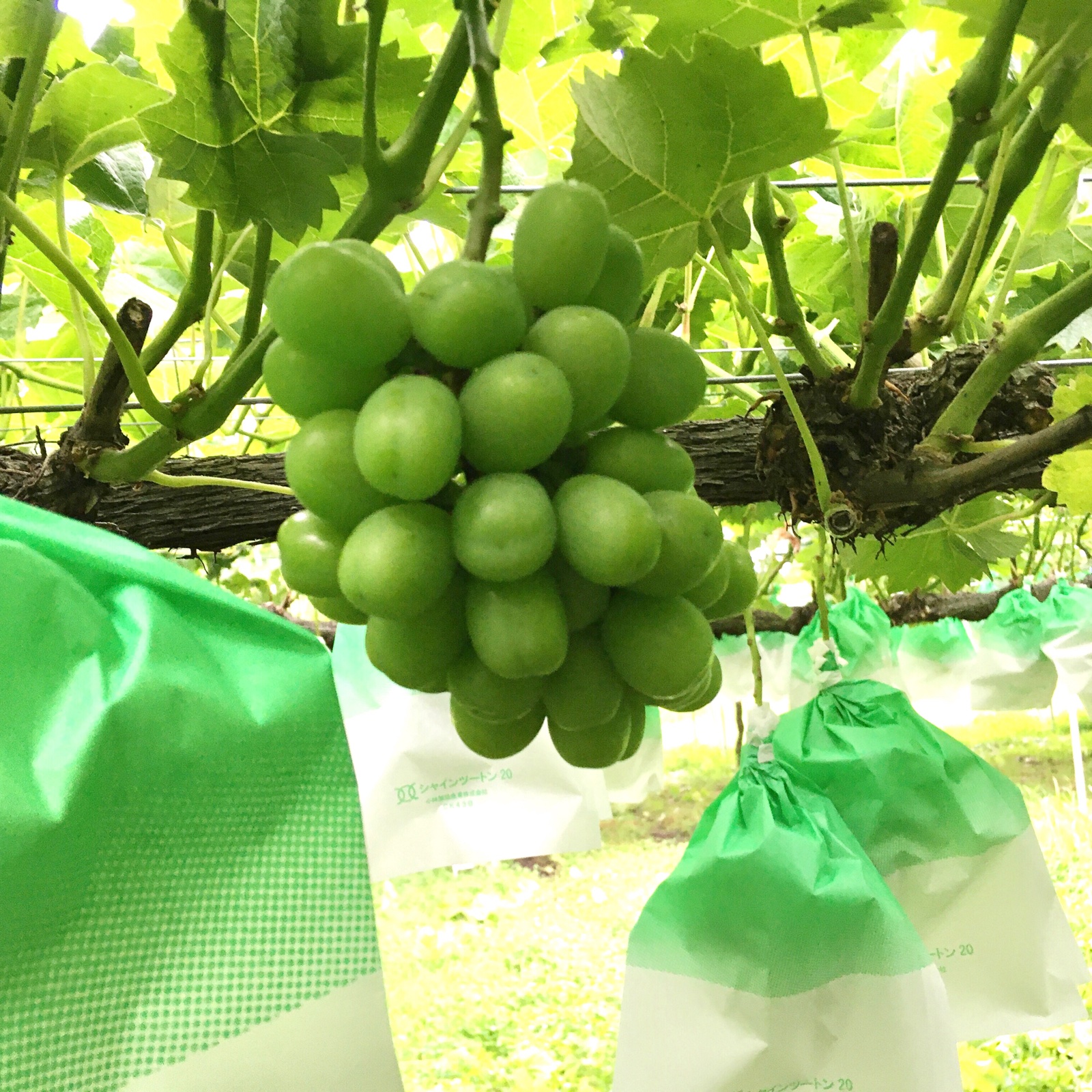 久和田農園の最新投稿「ぶどうパック🍇いよいよ予約受付中！」｜産地