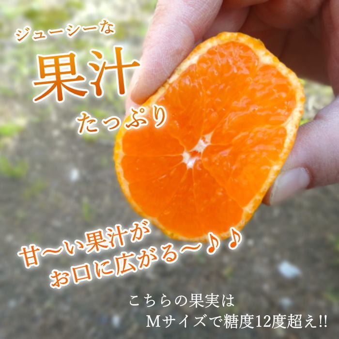 めちゃ甘〜い！頑固な甘さの新こたつみかん！石甘太（いしあまた） お