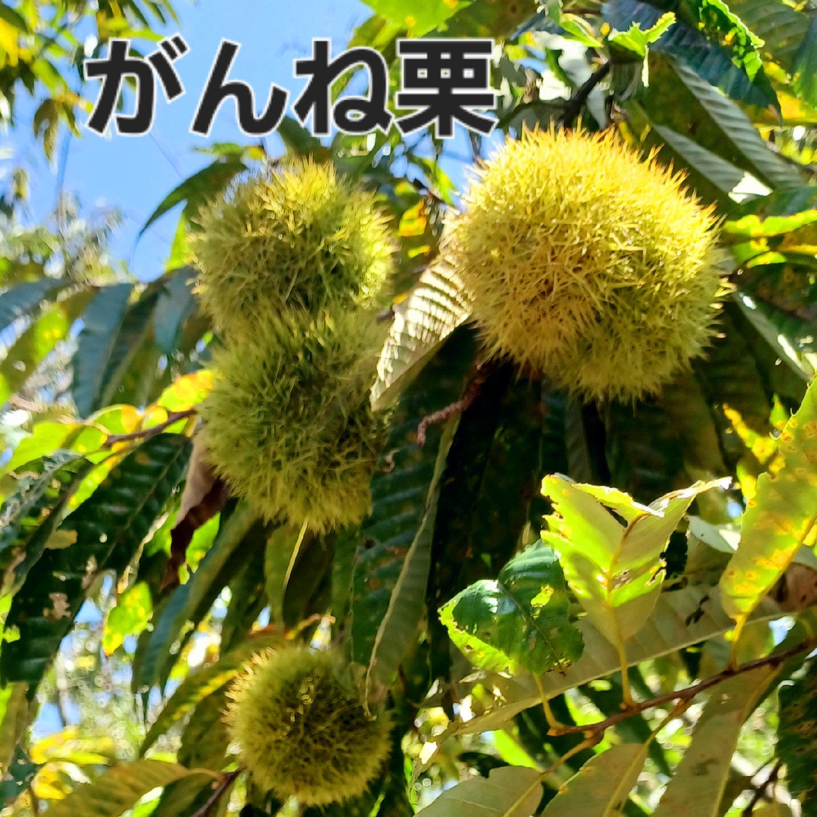 がんね栗 10kg 大サイズ L〜2L以上 岸根栗 ｜ 果物/栗 産直アウル 農家