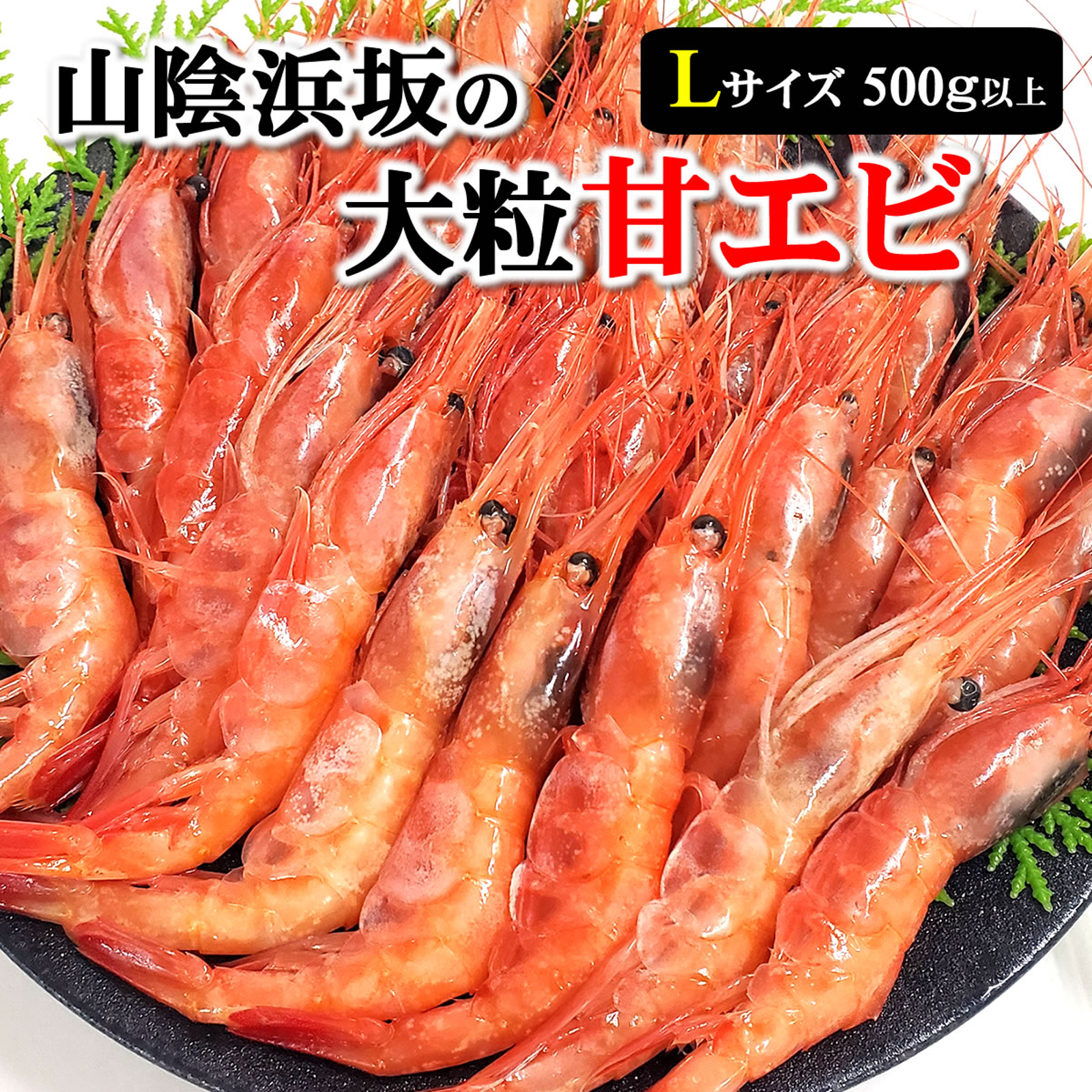 山陰の甘エビ（冷凍）Lサイズ 500g 最もおいしい時期の大粒甘えび 甘
