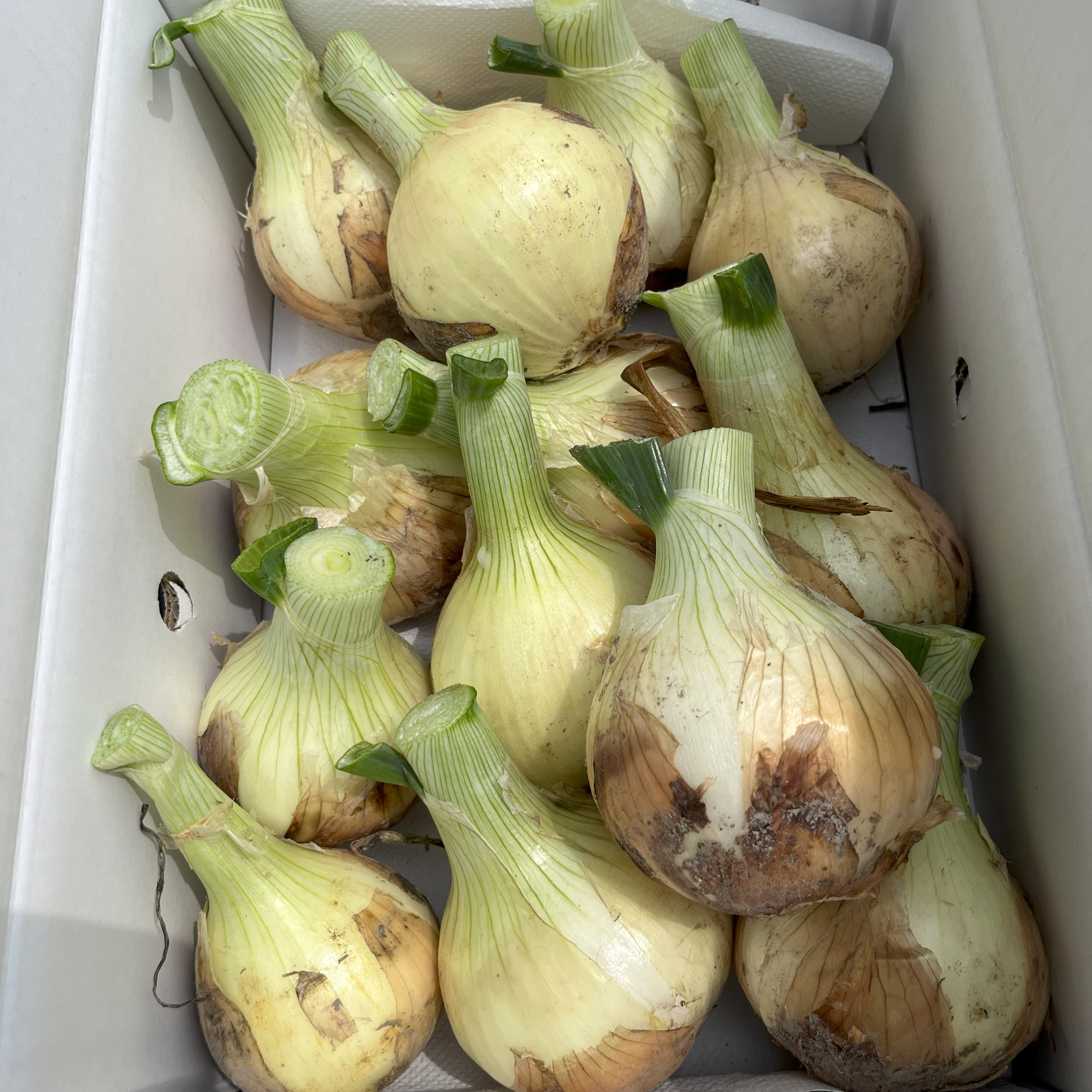 玉ねぎ 玉ねぎ・ネギの肥料 大和 名称ダイホスカ苦土入り020 - 【通販モノタロウ】