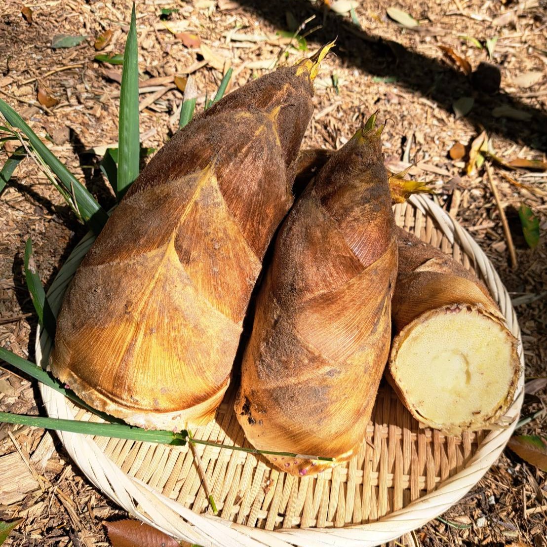 2kg 農家直送 筍 【朝掘り当日発送】 一足早い旬の味