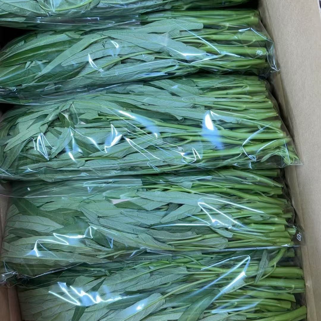 水耕栽培】夏限定 シャキシャキ空心菜 エンサイ 2kg(250g*8) ｜ 野菜
