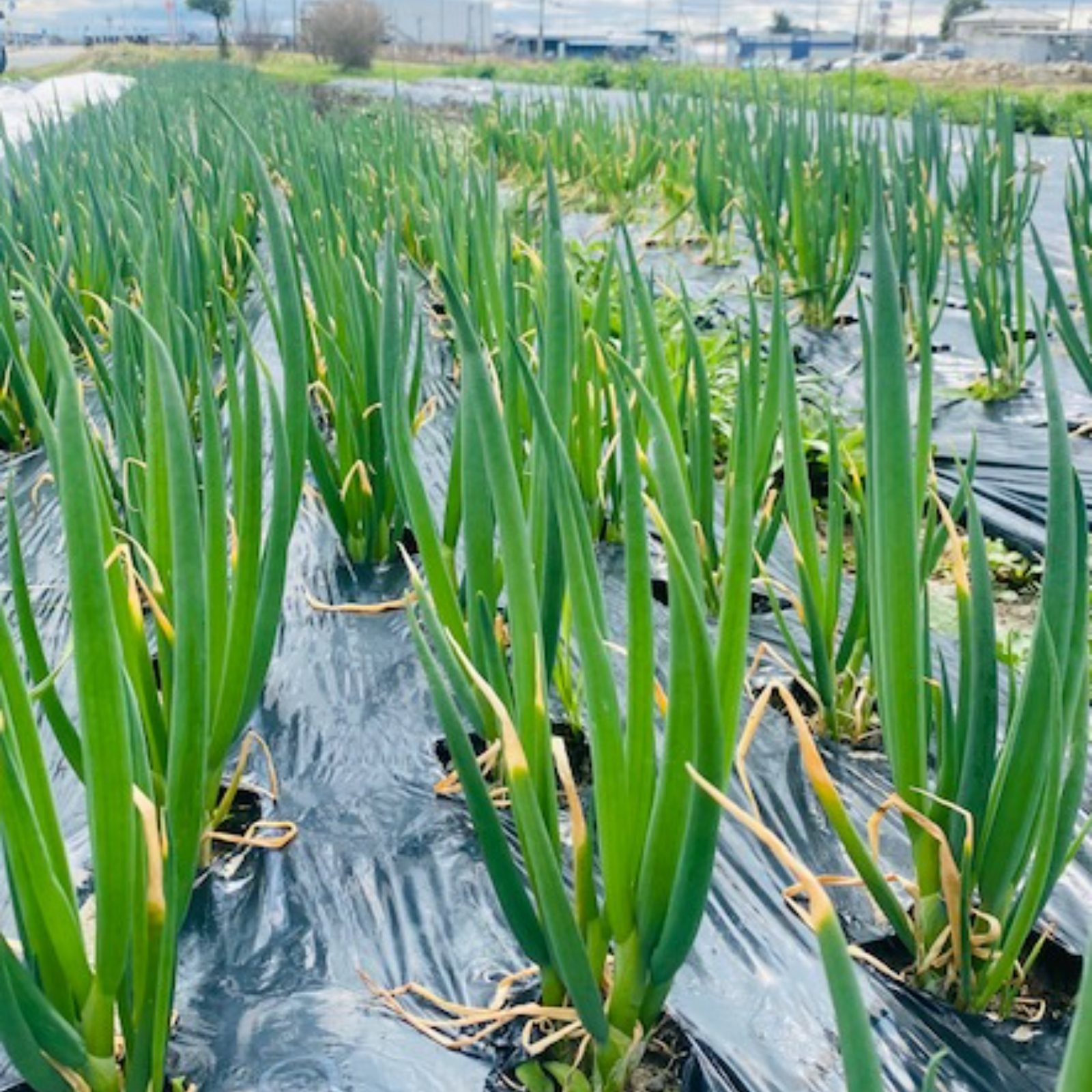 とれたて！九条ネギ 京都府産 ｜ 野菜/ねぎ 産直アウル 農家・漁師など