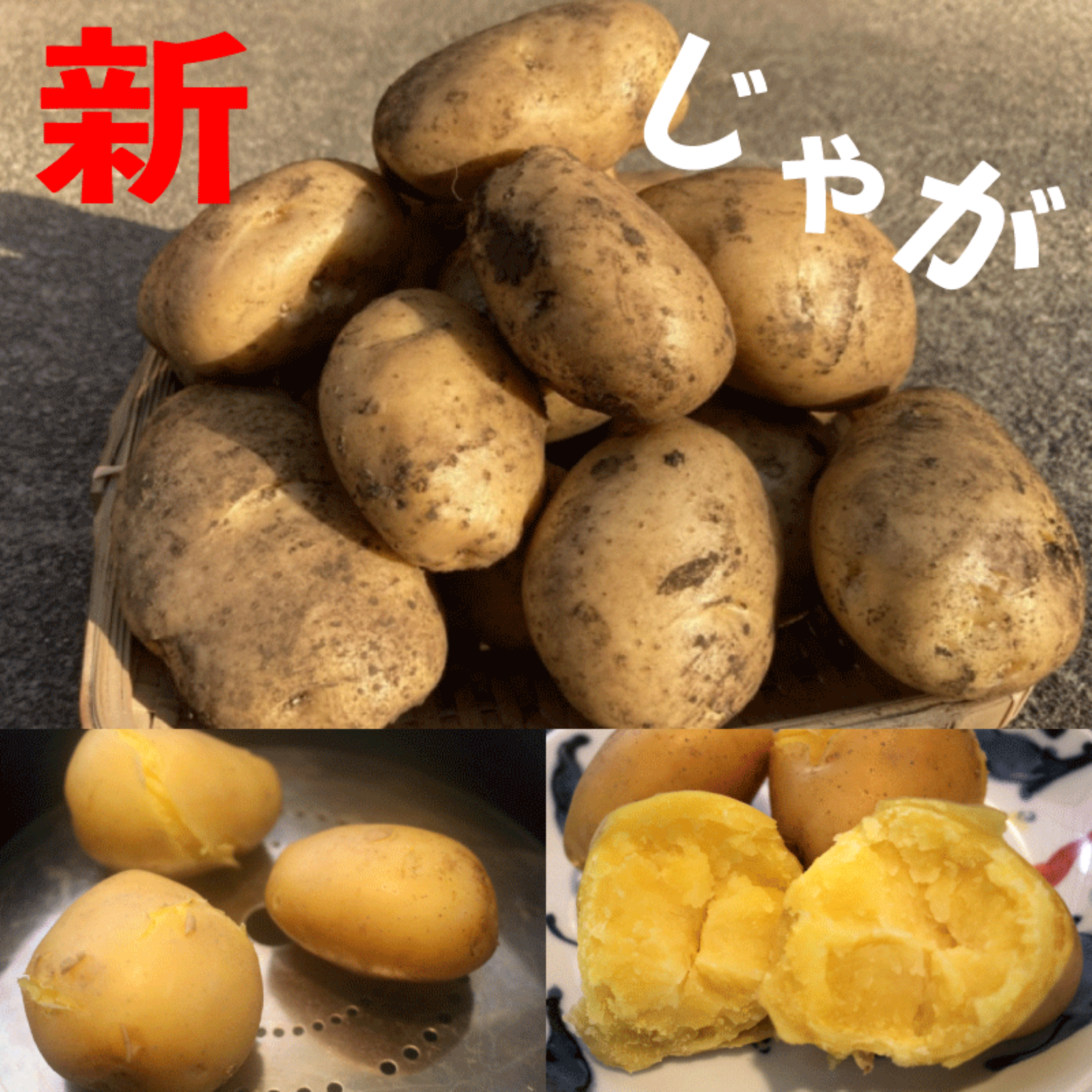 熊本県産 桑原農園の肉質しっかり黄色い新じゃがいも 農薬・肥料不使用