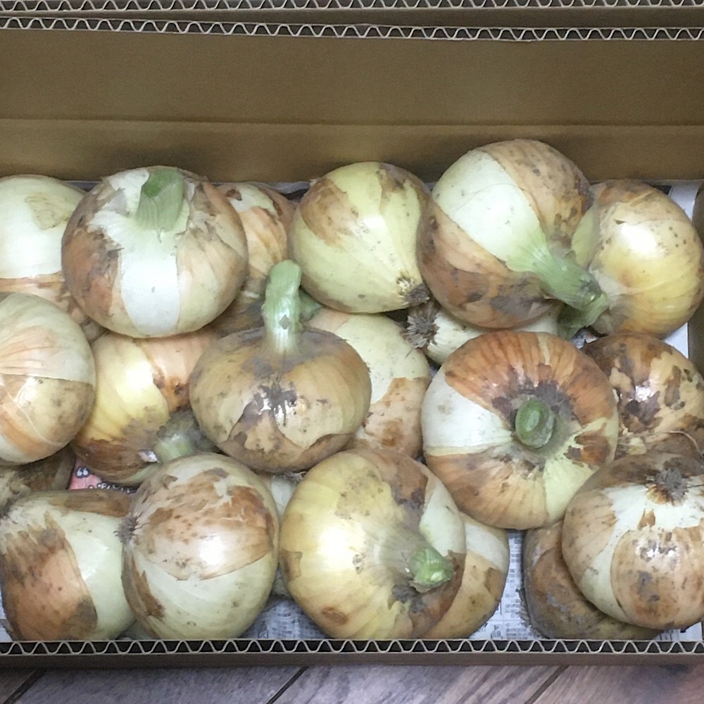 Kファクトリー　自然栽培　玉ねぎ　固定種　10キロ 自然栽培 淡路島産！! 固定種新玉ねぎ【農薬完全不使用 完全無肥料栽培