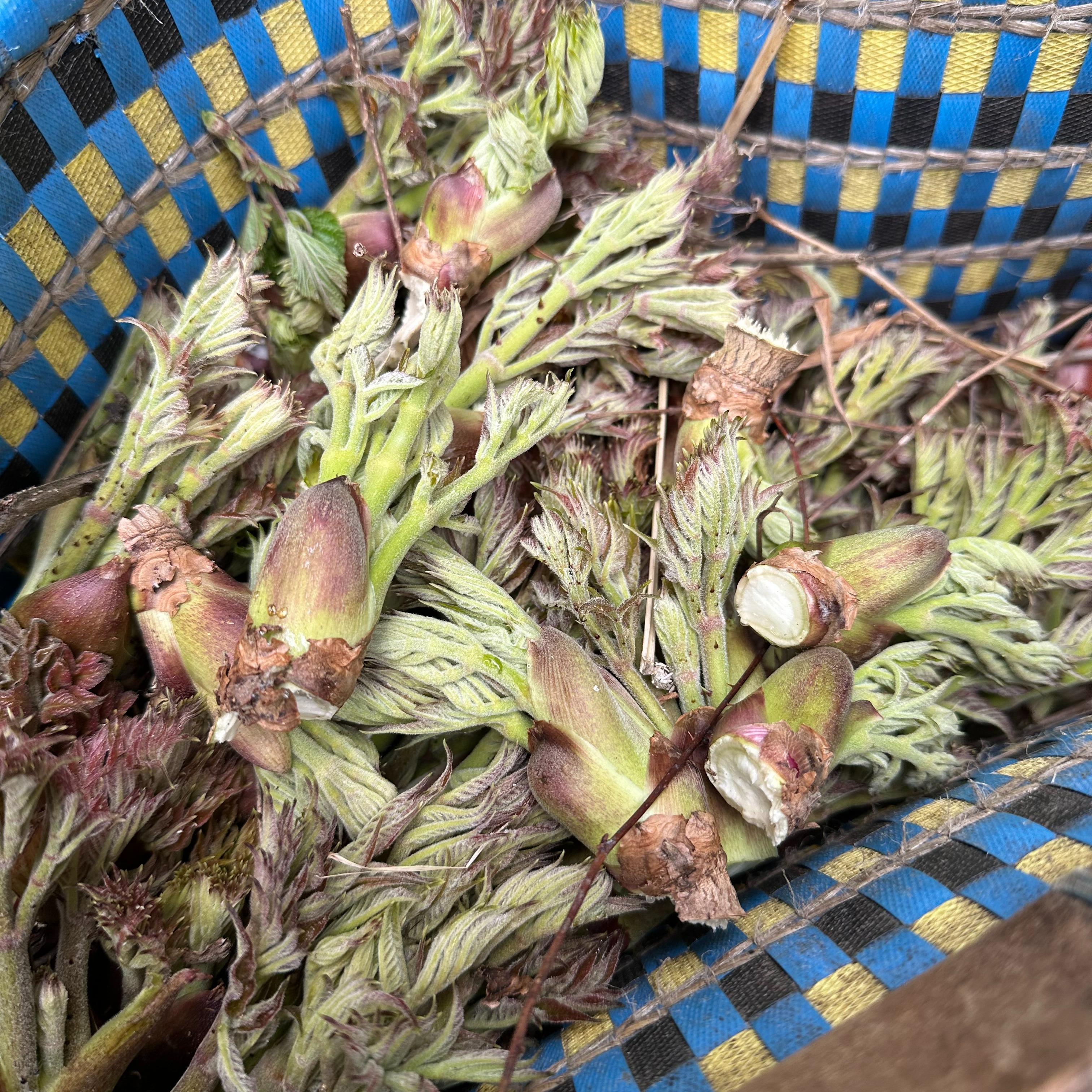 天然】早出し たらの芽1kg ｜ 野菜/山菜 産直アウル 農家・漁師など 