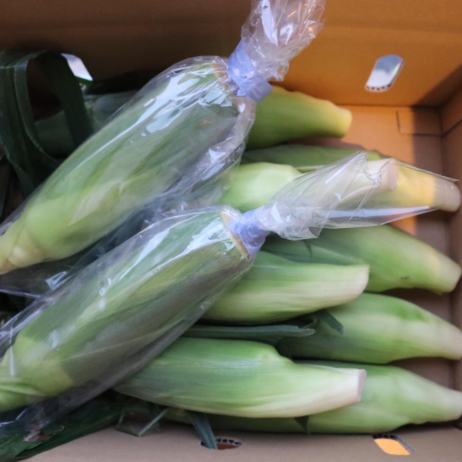 訳ありとうもろこし(生でも食べられるとうもろこし）品種 ゴールド