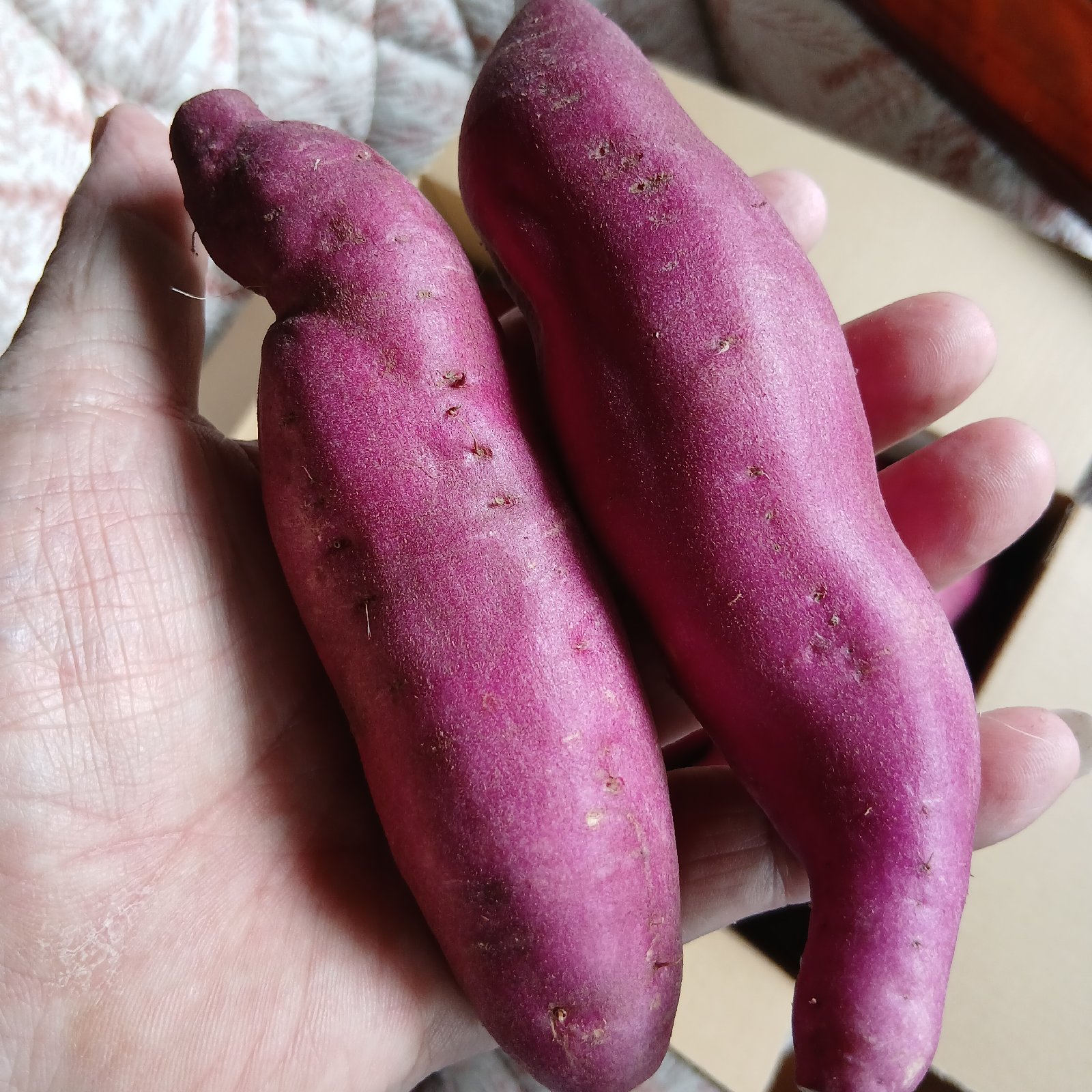食品 宮崎マンゴー約1、6kg 宮崎さつまいも約2kg新物さつまいも
