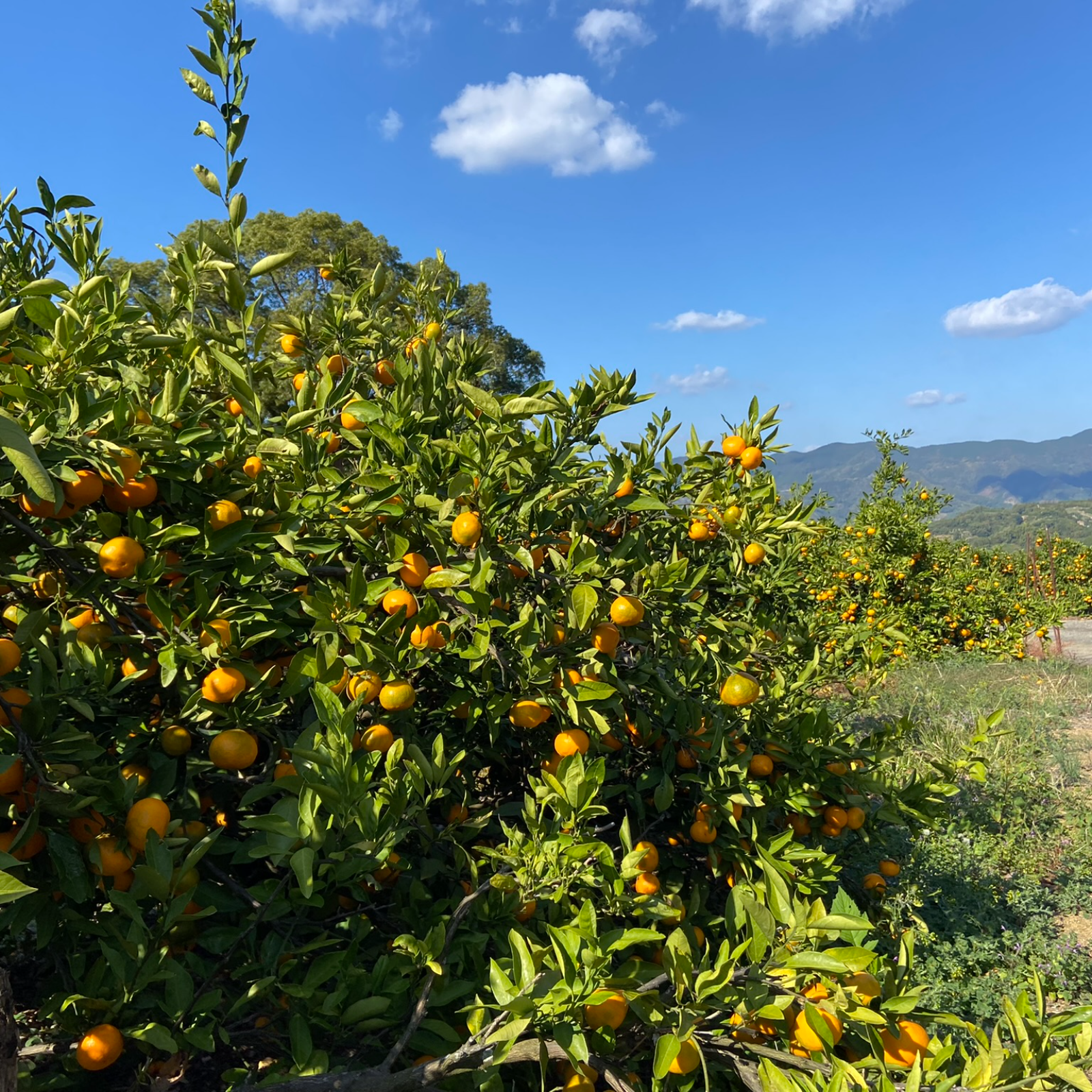 周防大島産.石地みかん.寺田.10kg.LMS混合 山口周防大島産『石地（いしじ） 家庭用 小箱 約3kg』サイズ無選別